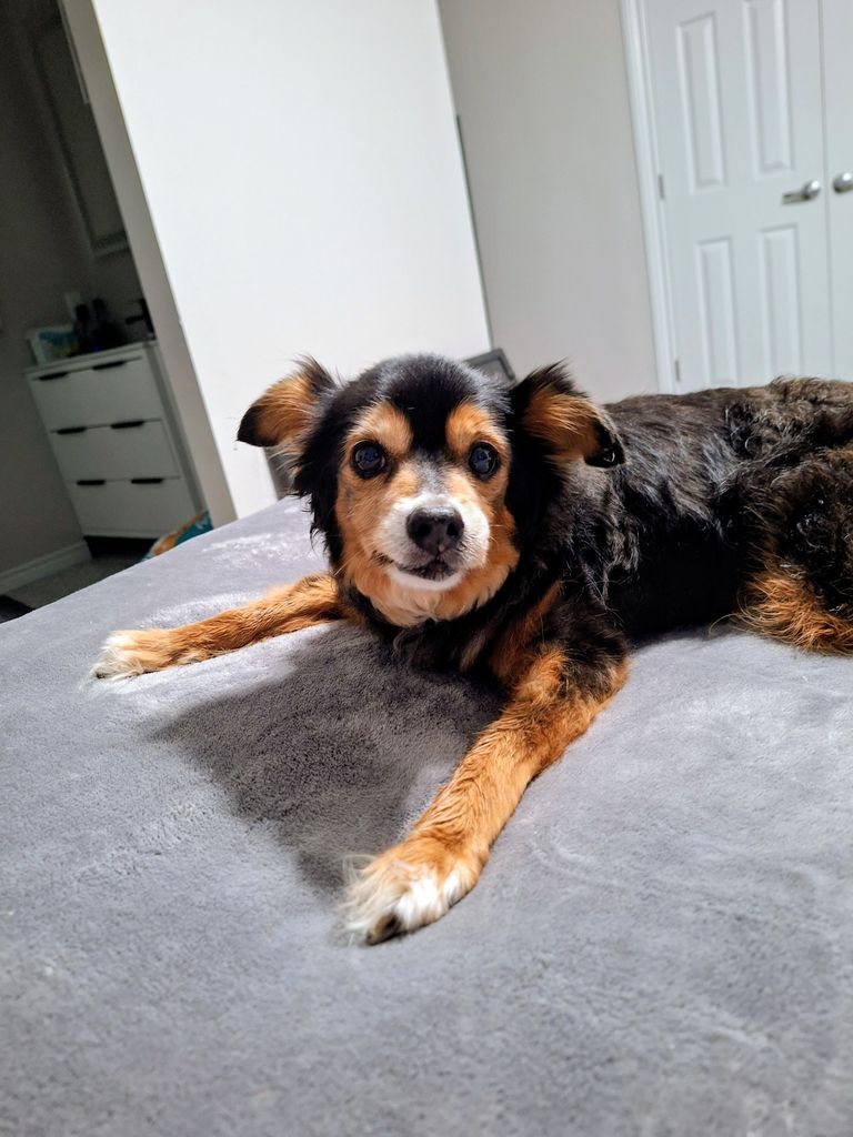 Scamp Profile Photo