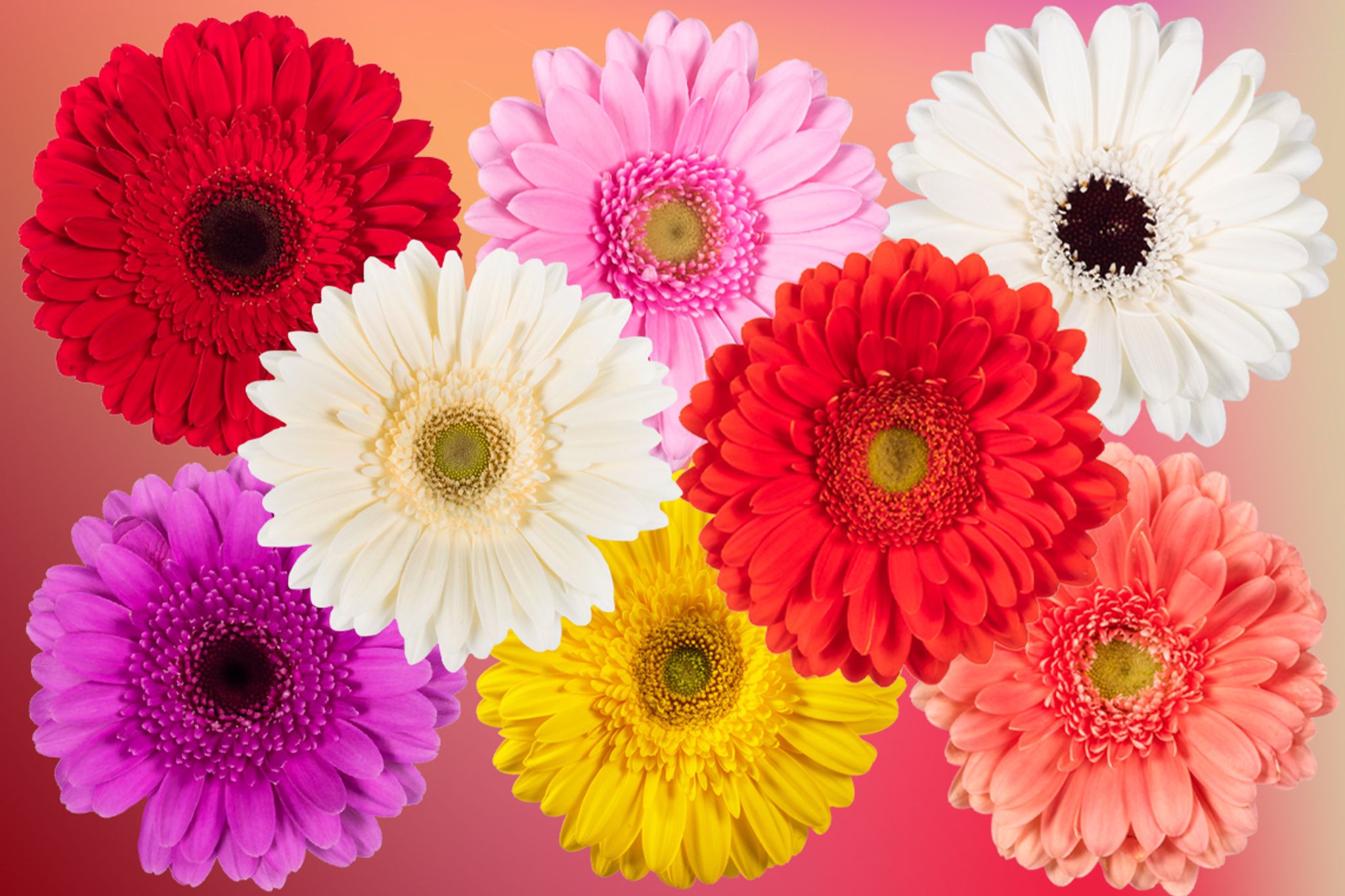 Cover photo for Gerda S. Thibault's Obituary