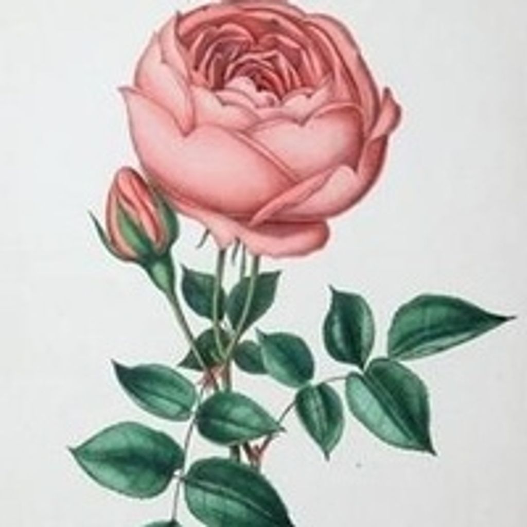 Marianne C Losekamp Profile Photo