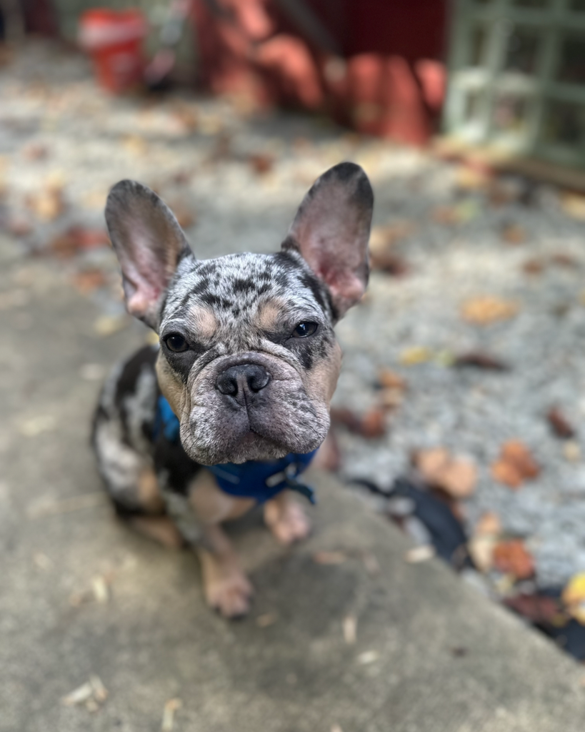 Toro Profile Photo
