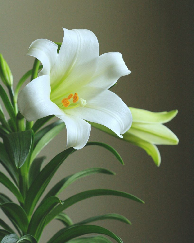 Lilia Maria Alvarenga-Kmiotek