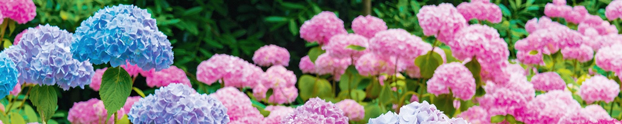 Cover for Sadie E. McEachin's Obituary