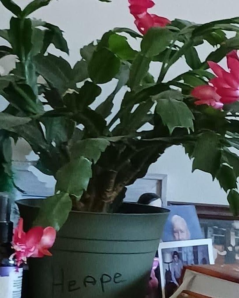 Mary Lynd Heape Profile Photo