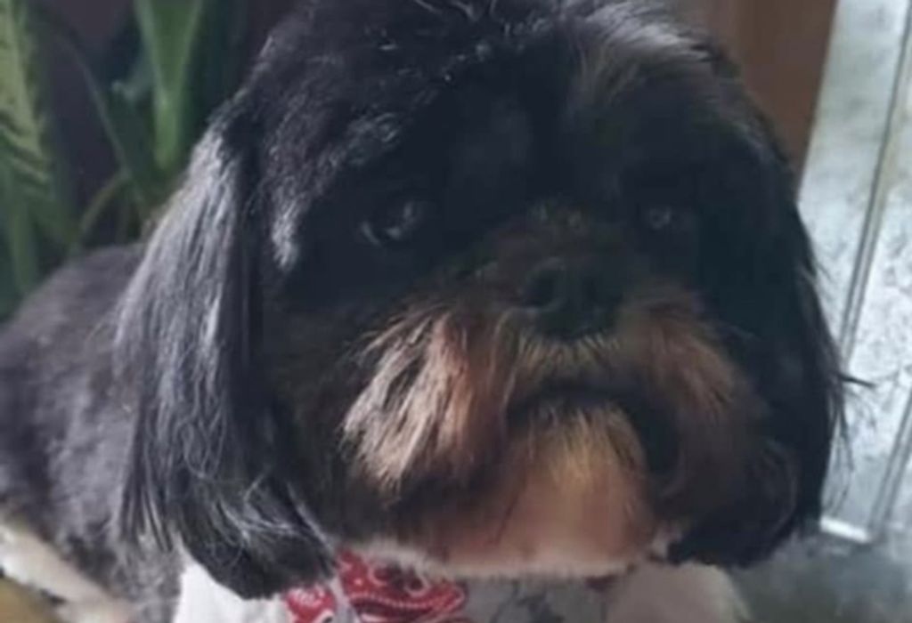 Sophie Sniffles Profile Photo