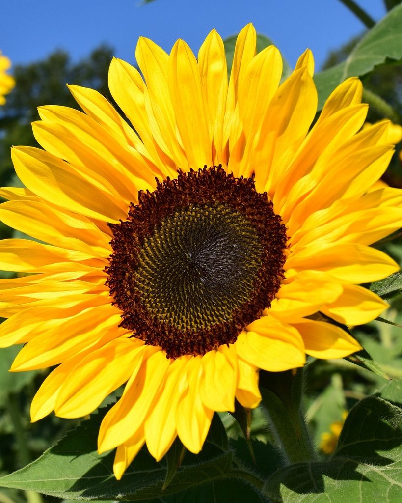 Debora Louise Sage Profile Photo