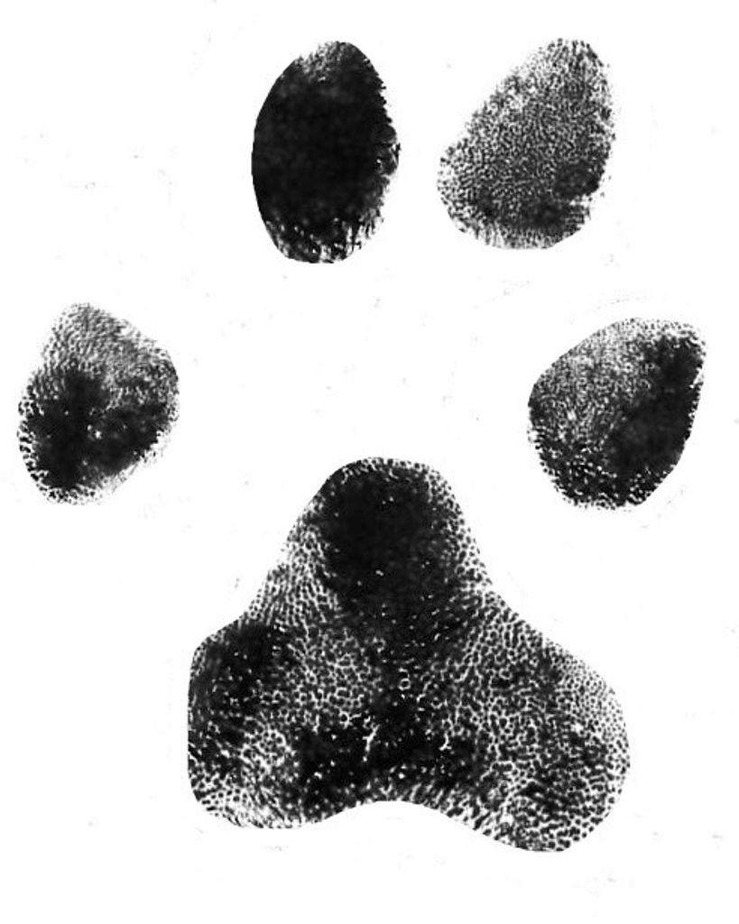 Bruno Vasile Profile Photo