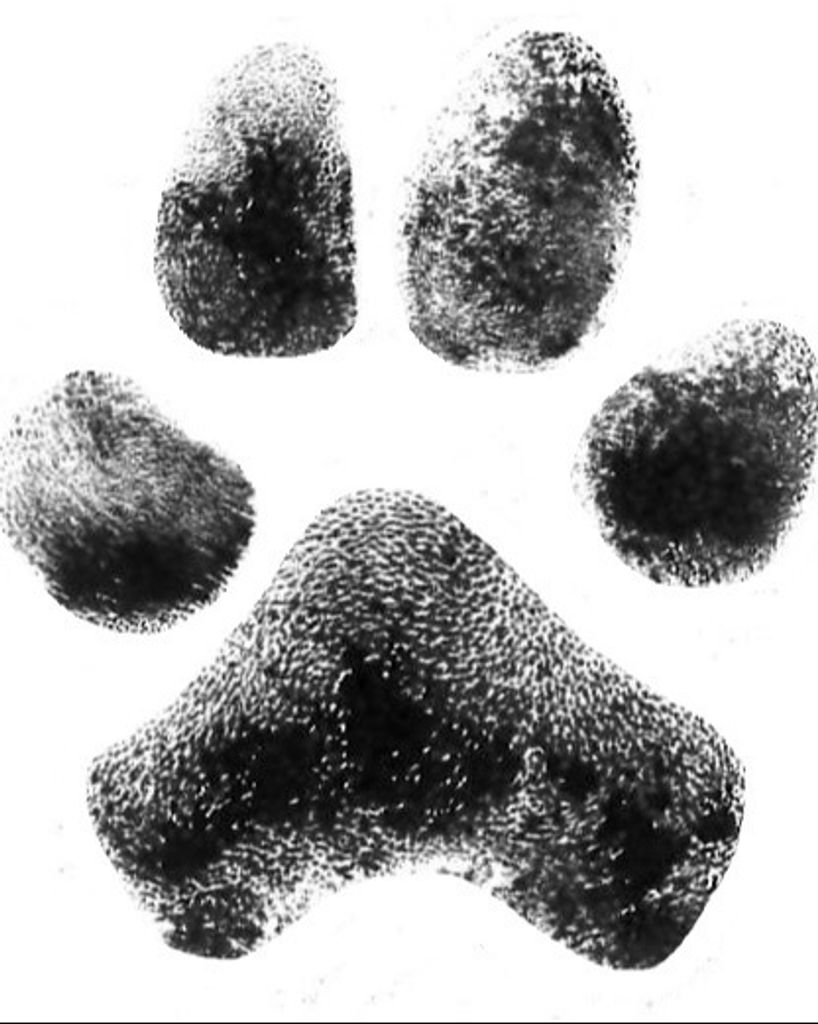 Mister Isenhour Profile Photo