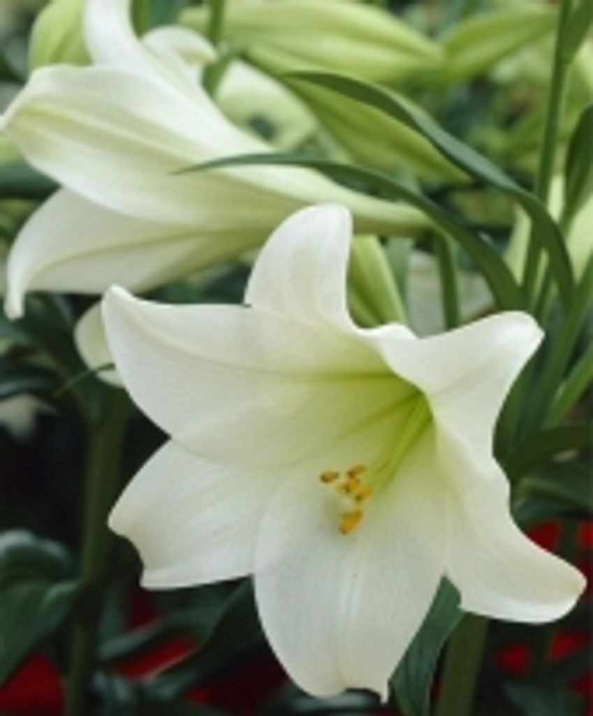 Emiko Isaac Profile Photo