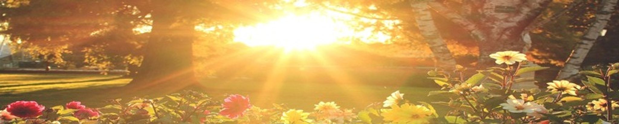 Cover for Cheryl L. (Wood) Murphy's Obituary