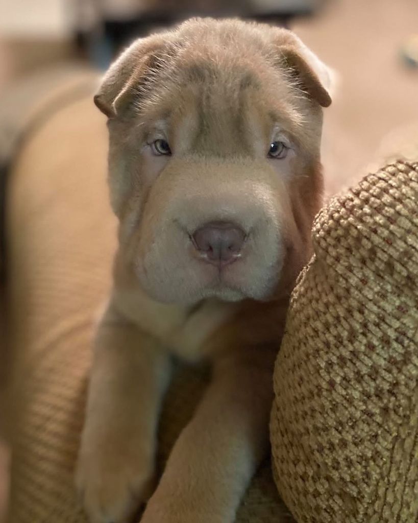 Nugget Bush Profile Photo