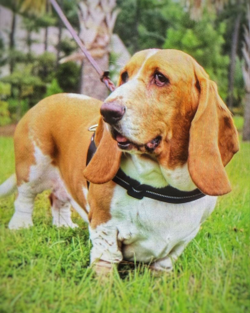 Callie Profile Photo