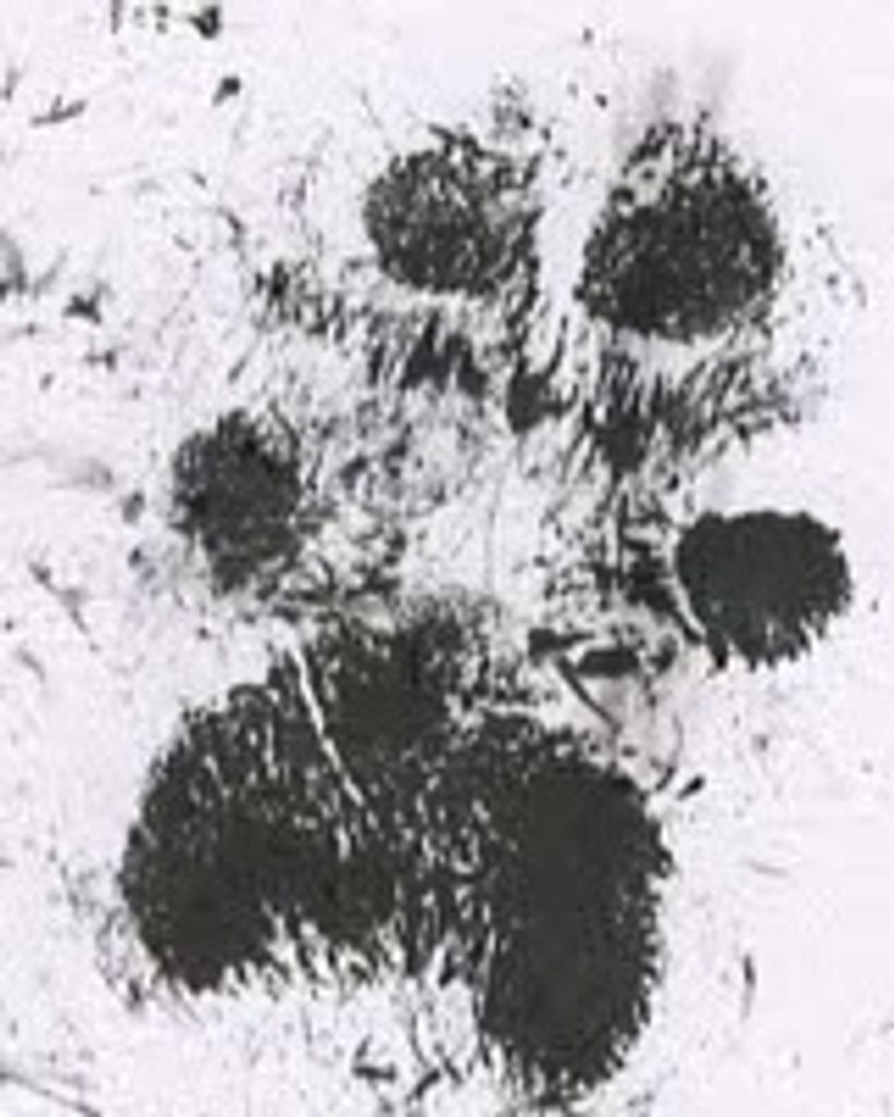 Daisy Dixon Profile Photo