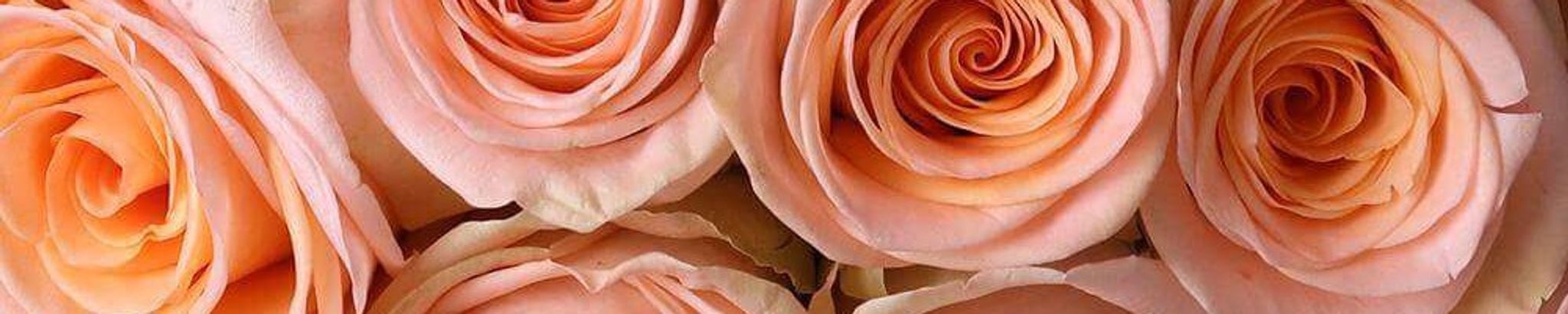 Cover photo for Nellie Catherine Stearley's Obituary