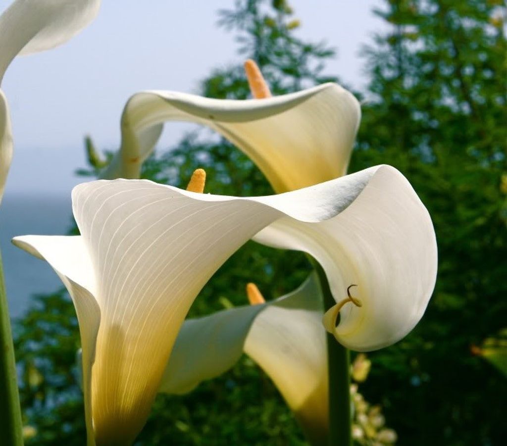 Therese Norton Profile Photo