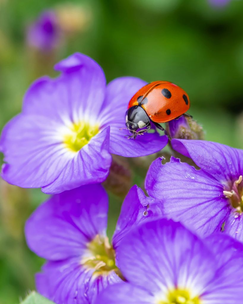 La'Niyah Janice Lane
