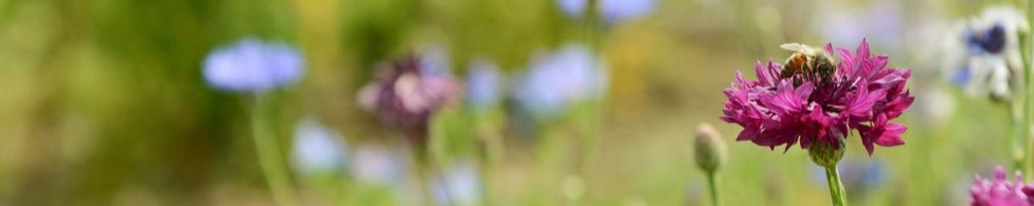 Cover photo for Janalee Marriott's Obituary