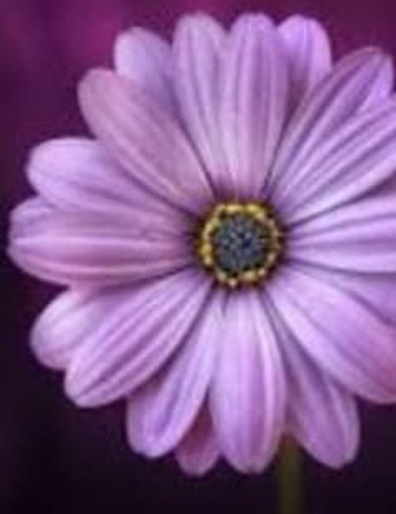 Mr. Jimmy Howard Profile Photo