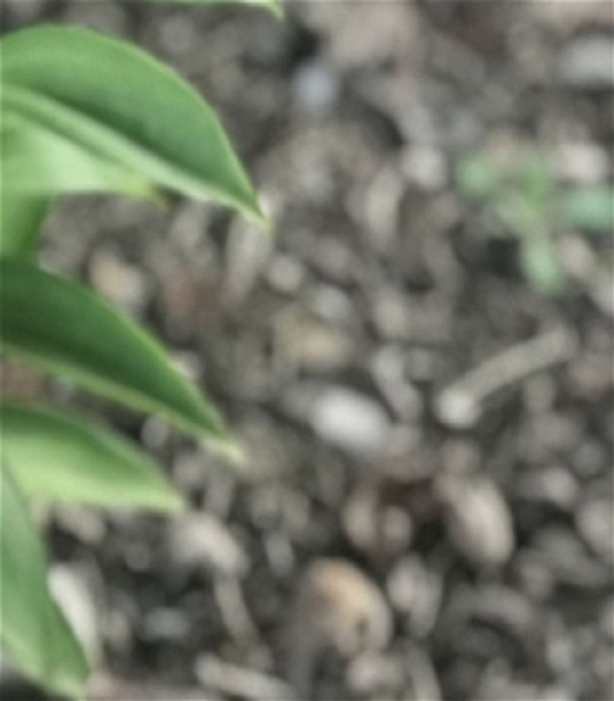 Darlene A. Shoenberger Profile Photo