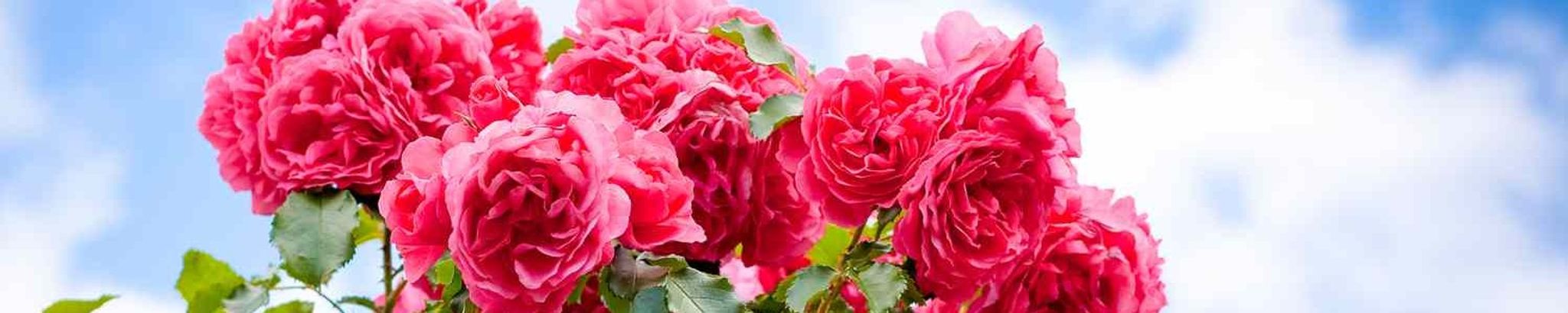 Cover photo for Viola Ann Colley's Obituary