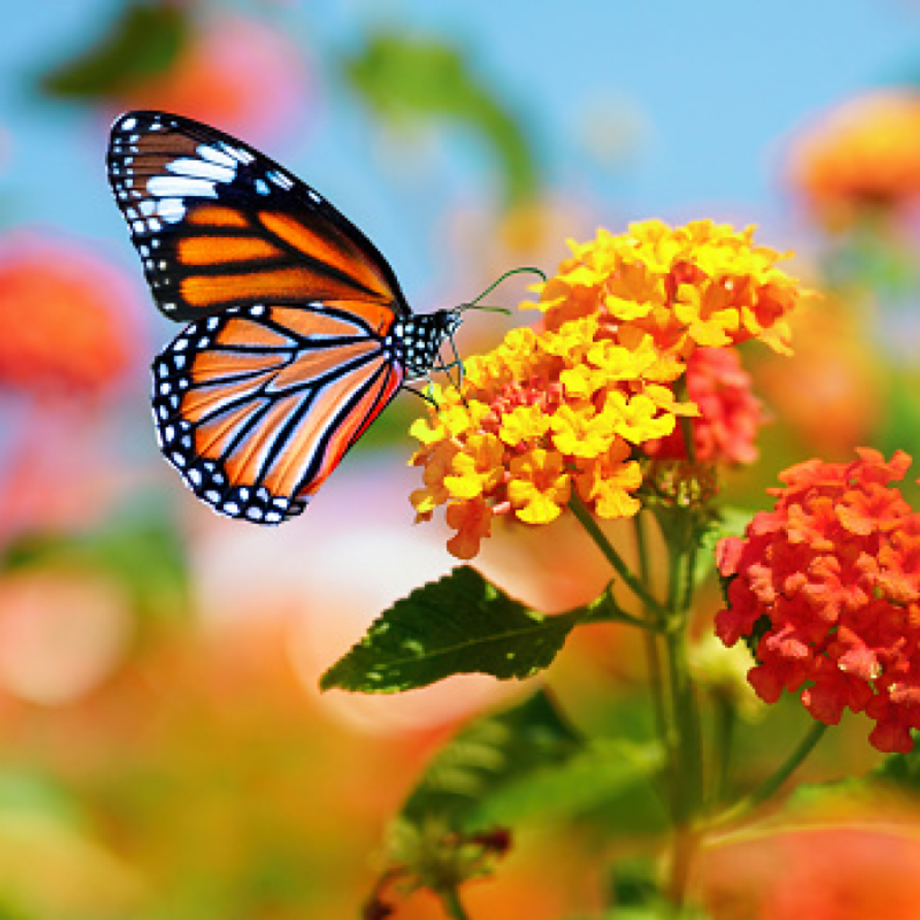 Beverly Ann Wickenheiser Profile Photo