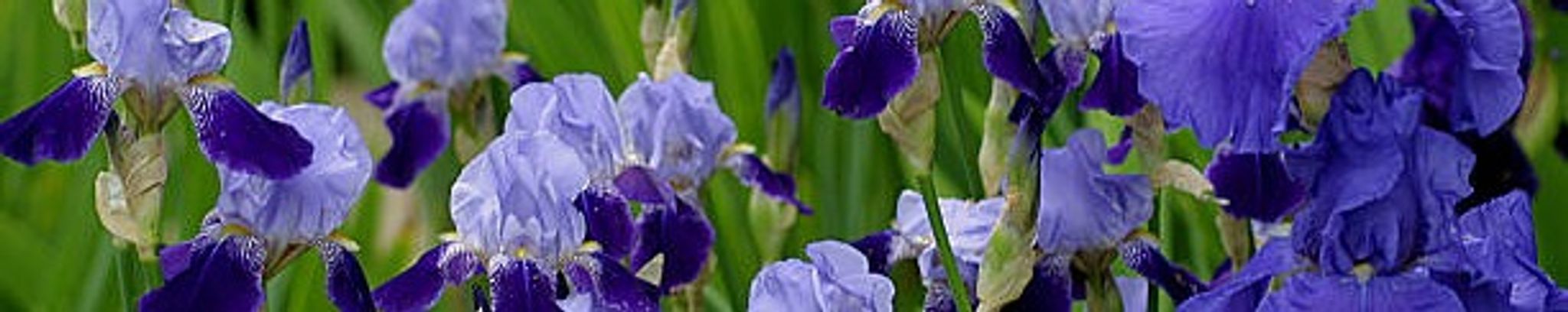 Cover photo for Linda Elizabeth Coppola Tapler's Obituary