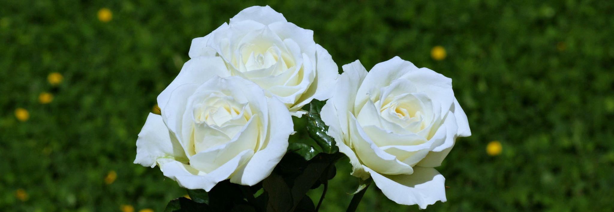 Cover photo for Cecile B. Zantow's Obituary