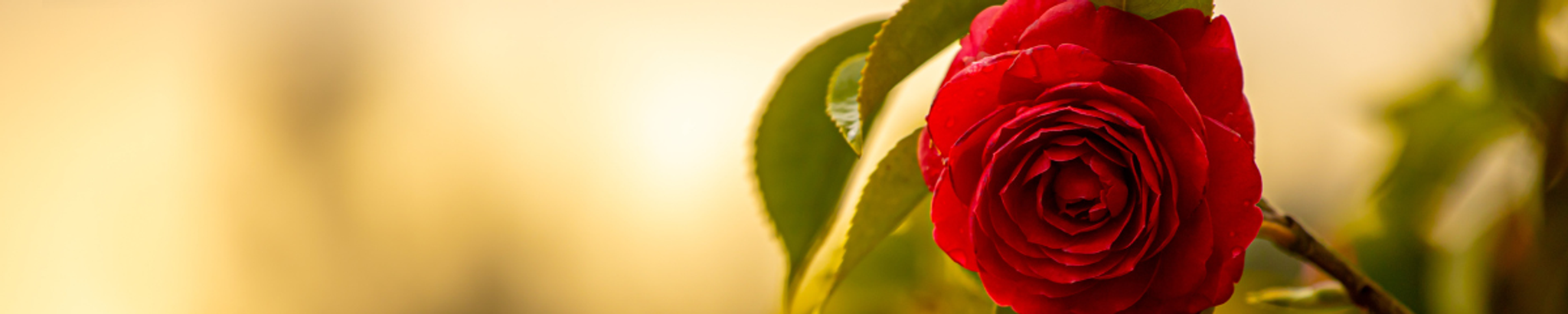 Cover photo for Linda Slaughter's Obituary