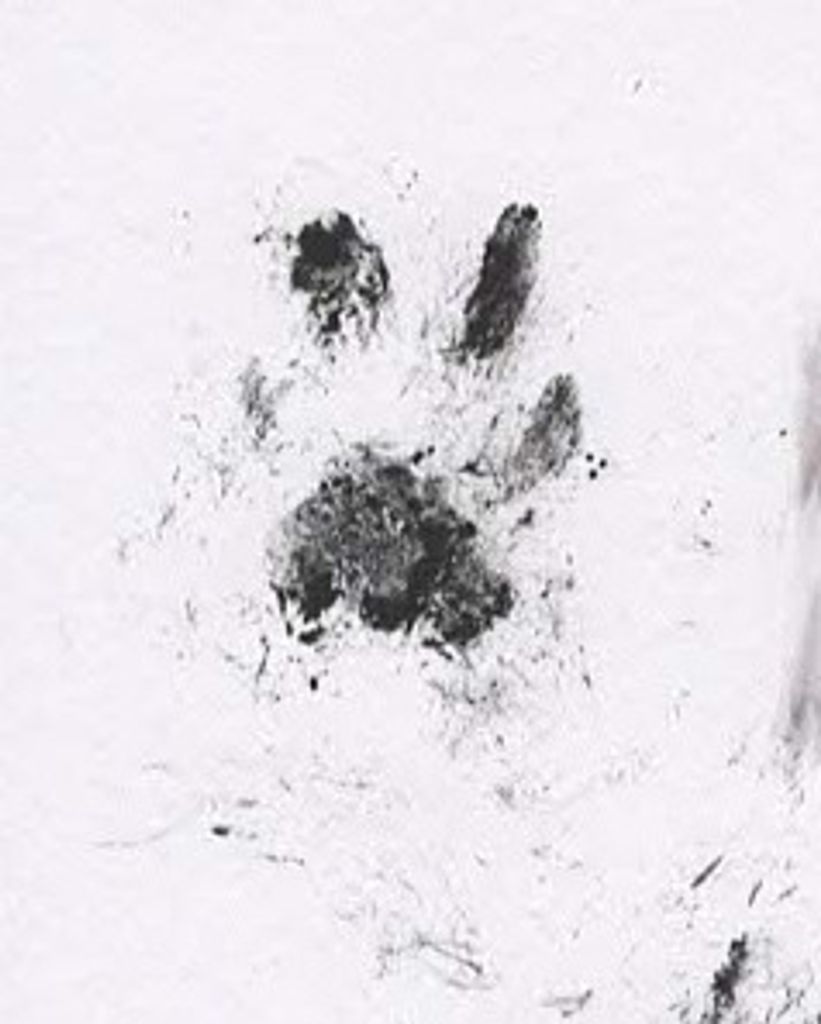 Tuesday Sizemore Profile Photo