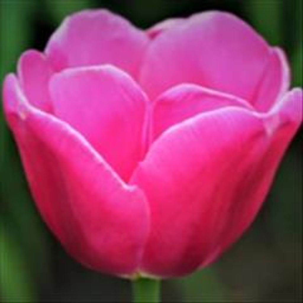 Karen Colleen Miller