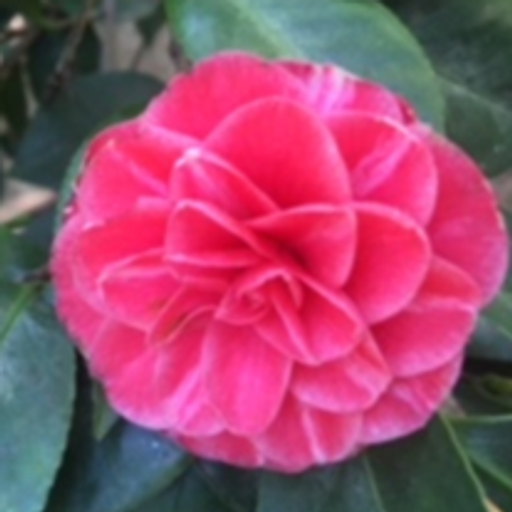 Nellie Martinez Profile Photo