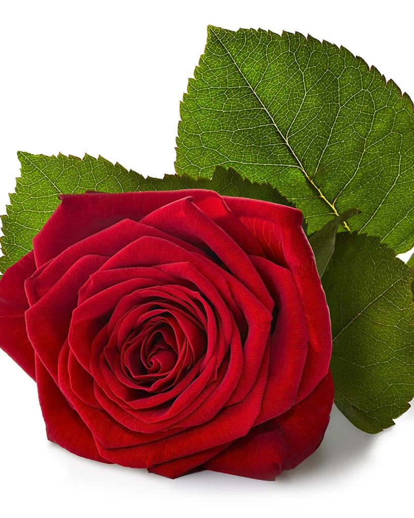 Linda Rena Weston Profile Photo