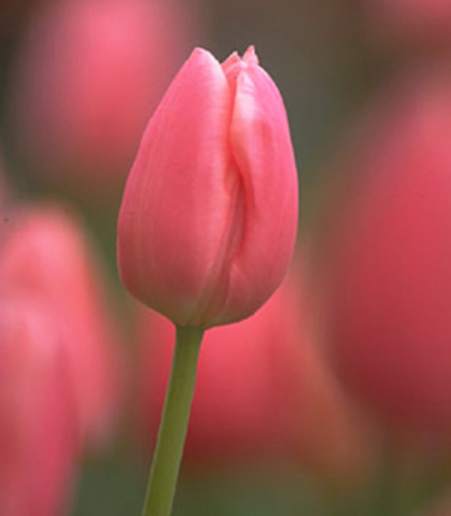 Joan Defoort Profile Photo