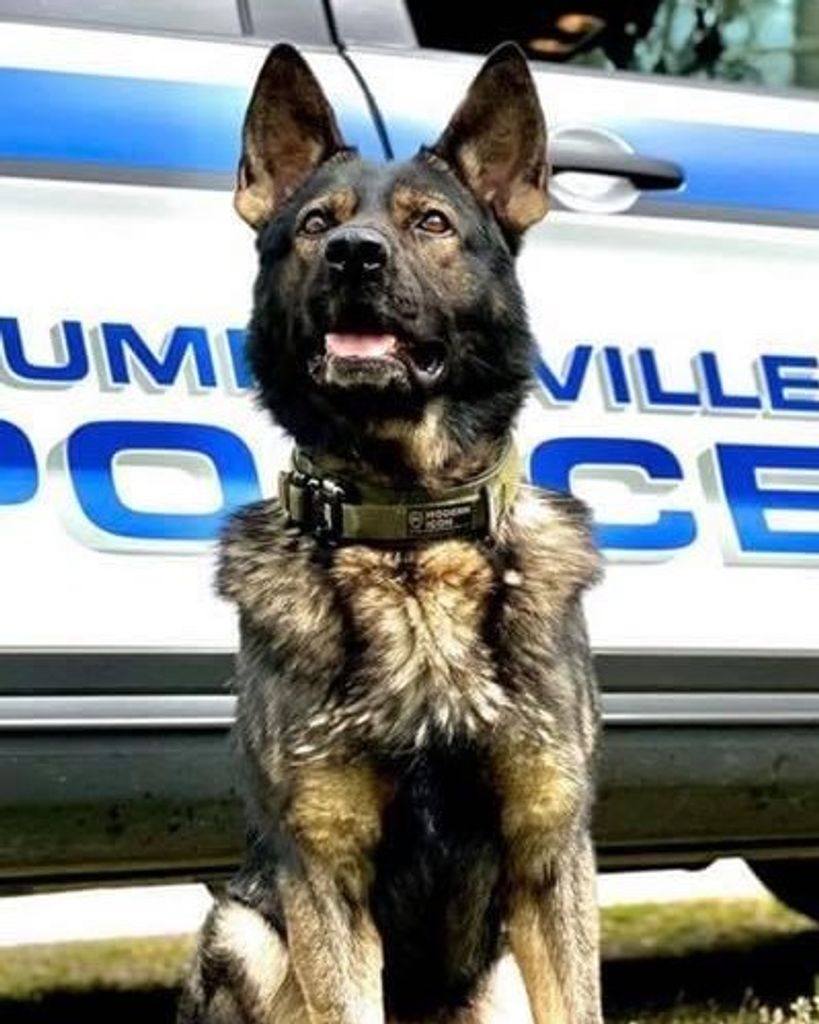 K9 Joney Nelson