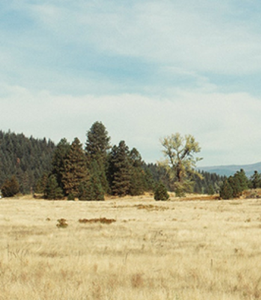 Bernard Nelson Foutz