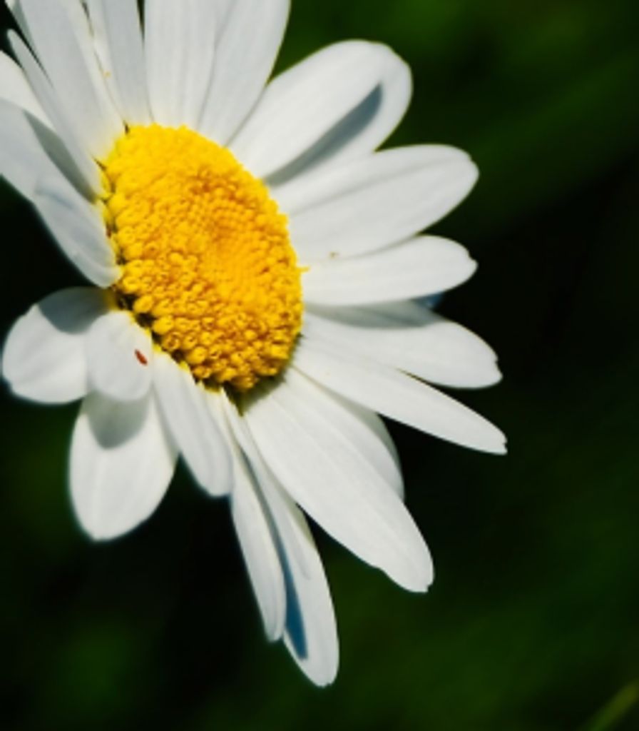 Daisy  Colleen (Yackle)  Equitz Profile Photo