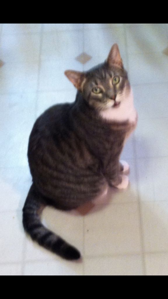 Herbie Profile Photo