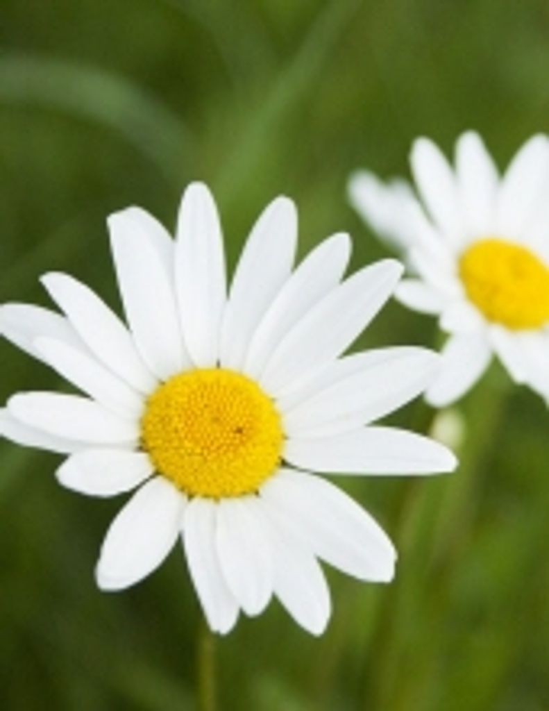 Anna Rush Richardson