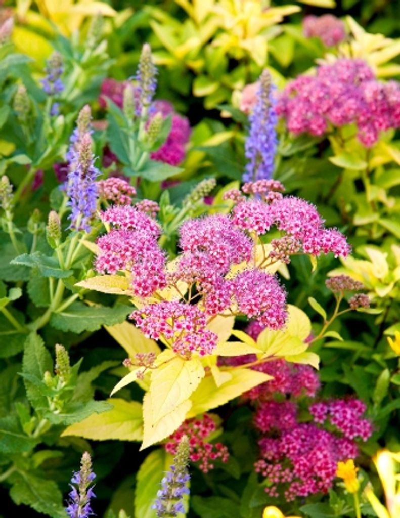 Carol Mcclish Profile Photo