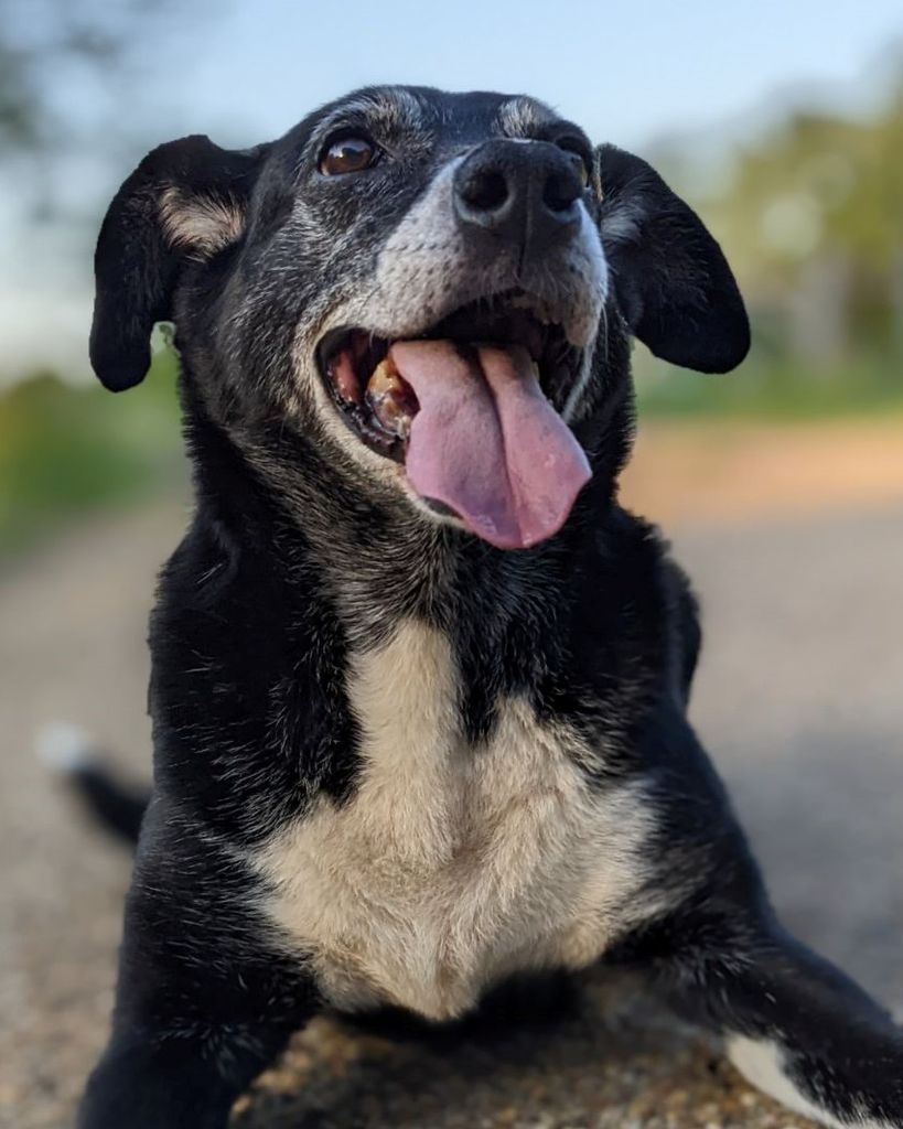 Auggie
