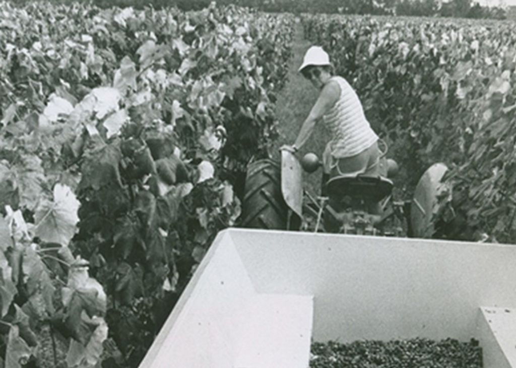 Patricia Anne (Young)  Hofherr