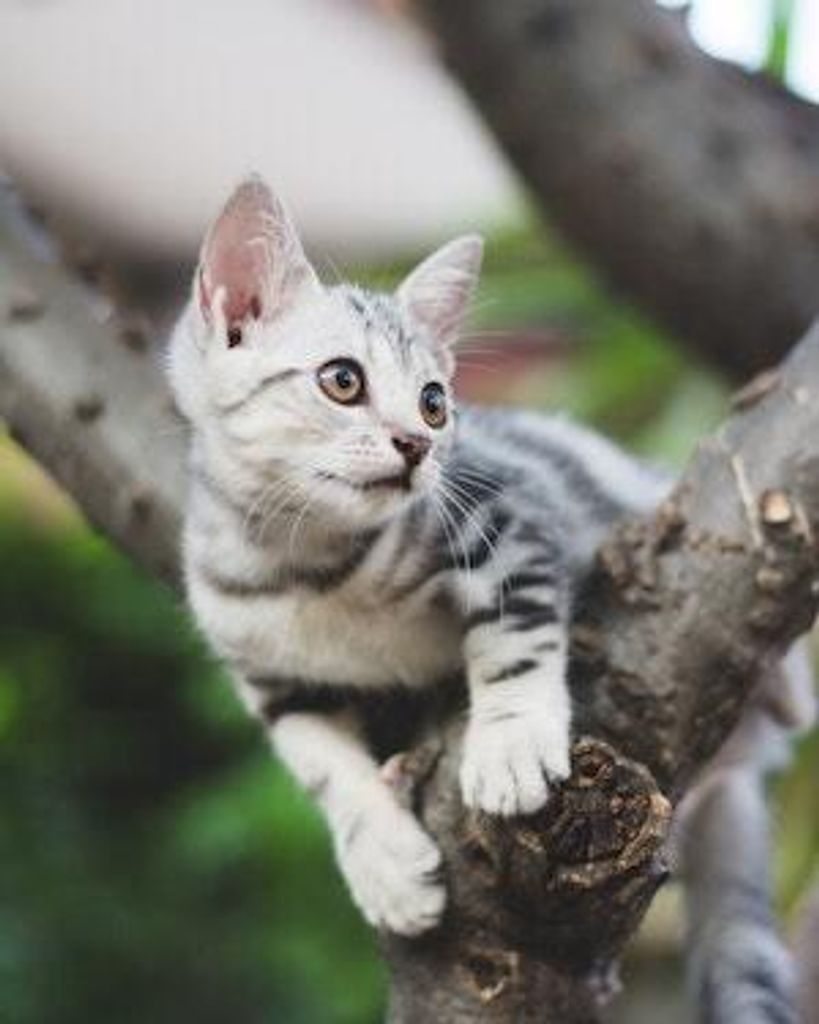 Lois "Loey" J Schell Profile Photo