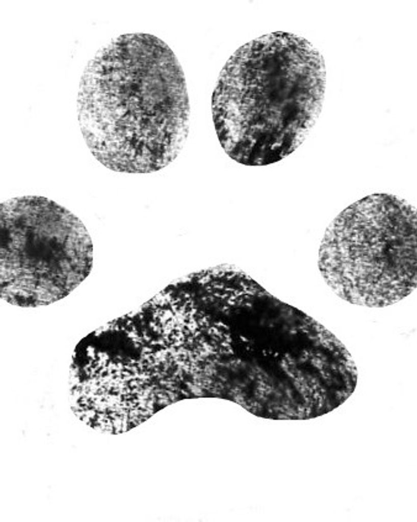 Shadow Settlemyer Profile Photo