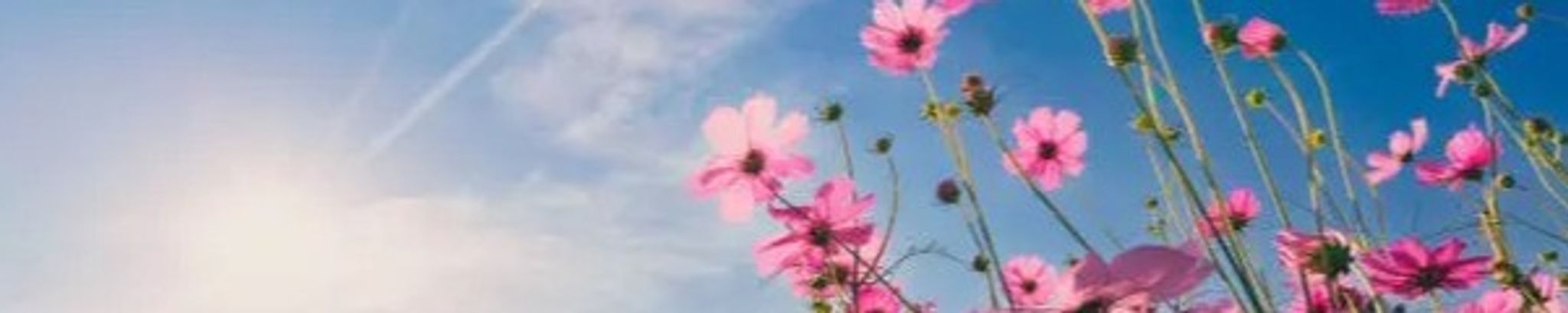 Cover photo for Debra A. Smith's Obituary
