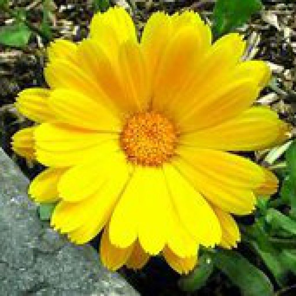 Anna C. Lazaravich Profile Photo