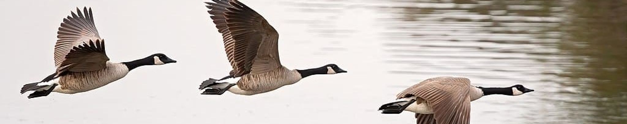 Cover for Jessica Atwell's Obituary