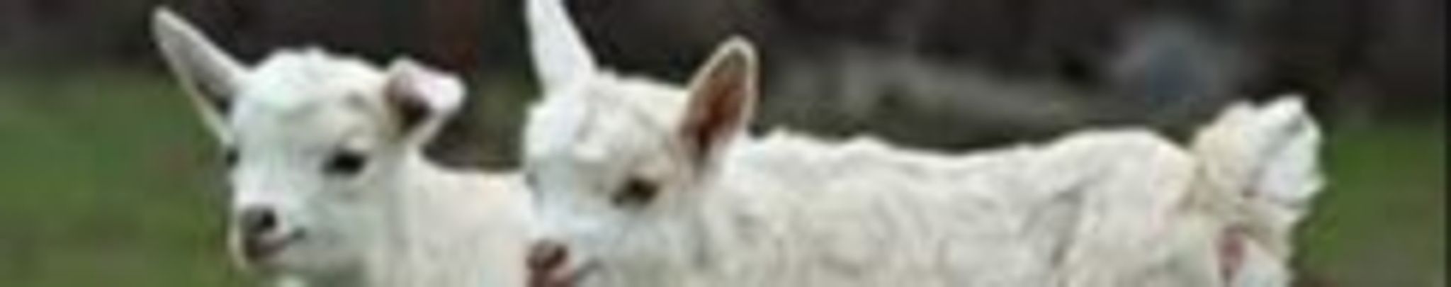 Cover for Dr. Charles "Chuck" Franklin Reed's Obituary