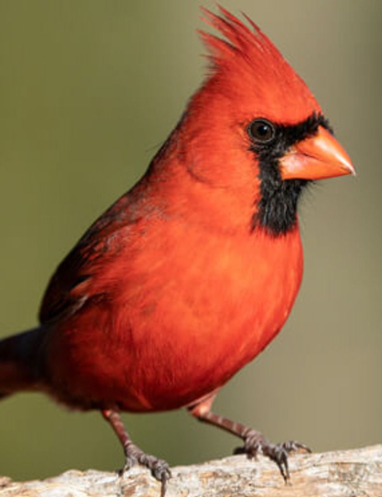 Ann J. Plumb Profile Photo