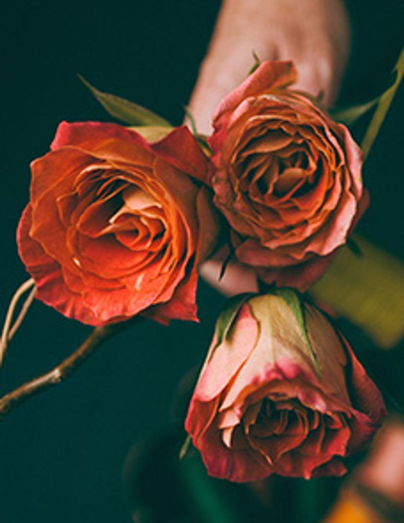 Roselee Pollock Profile Photo