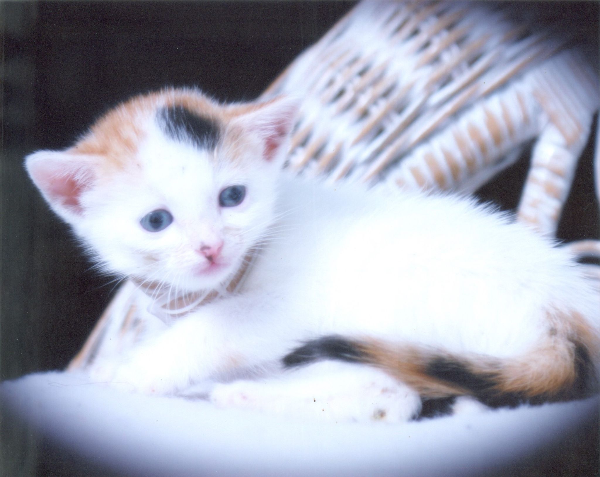 Cover for Norlyn Angela Pennycock-Russell's Obituary