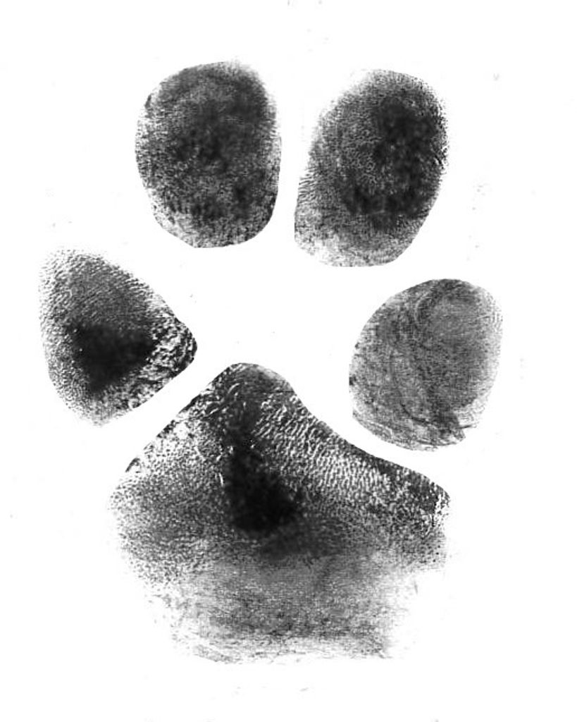 Hank Thornton Profile Photo